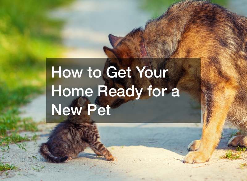 how to bring a new cat into the house